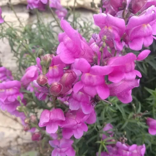 Antirrhinum Majus Ssp Tortuosum