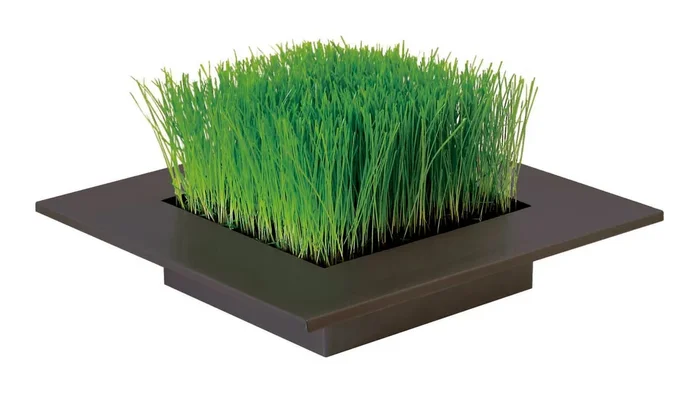 Anzuchtset Grassamen