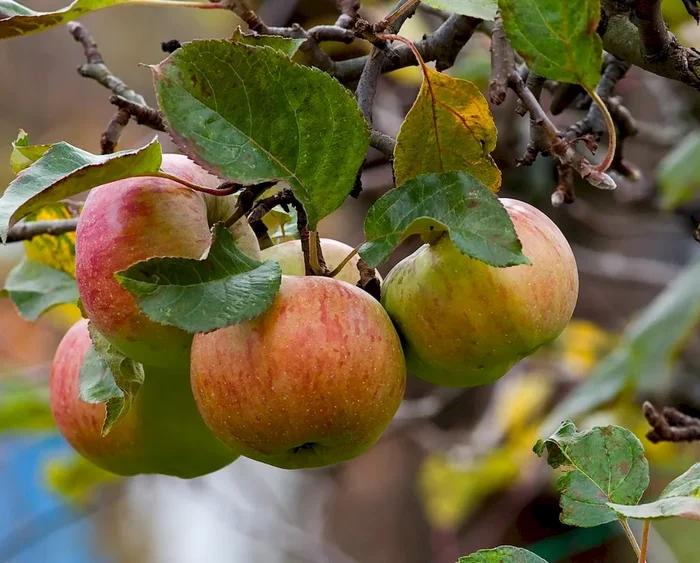 Apfel ‚Cox Orange‘ – selbstfruchtbar – Buschbaum