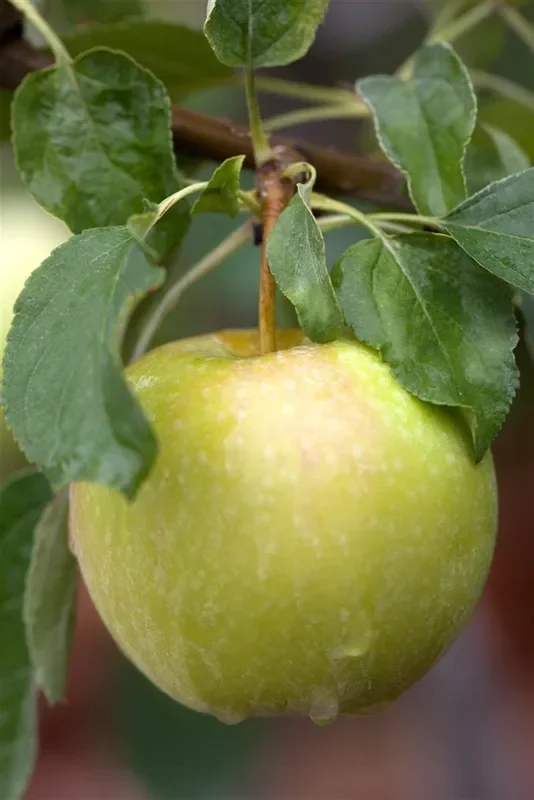 Apfel ‚Pinova'(s)