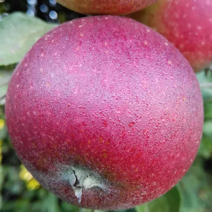 Apfel „Ingrid Marie“