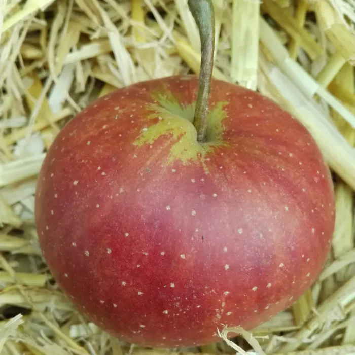 Apfel „Rubinette Rosso“ -R-