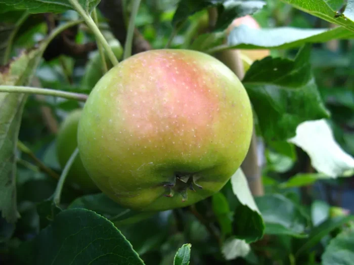 Apfel Signe Tillisch