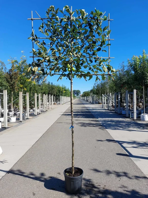 Apfel Spalierbaum ‚Elstar‘