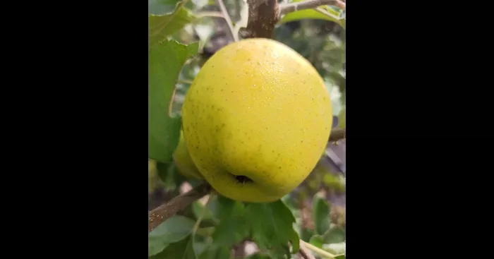 Apfelbaum ‚Ananasrenette‘