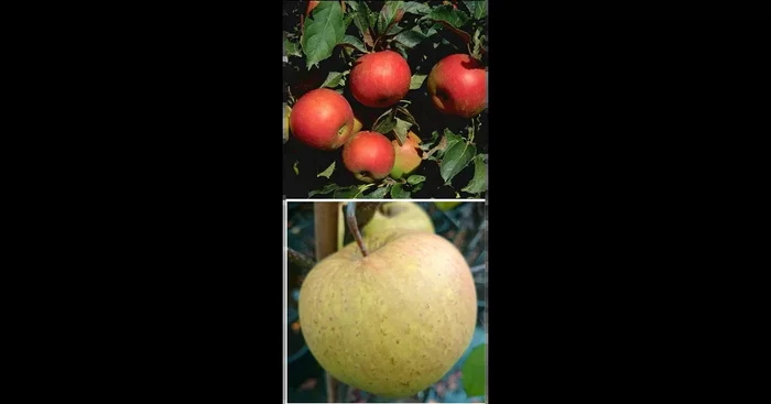 Apfelbaum DUO ‚Idared/Gehrers Rambur‘