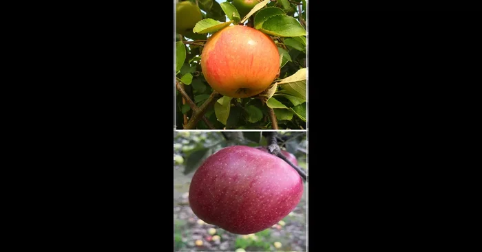 Apfelbaum DUO ‚James Grieve/Braeburn‘