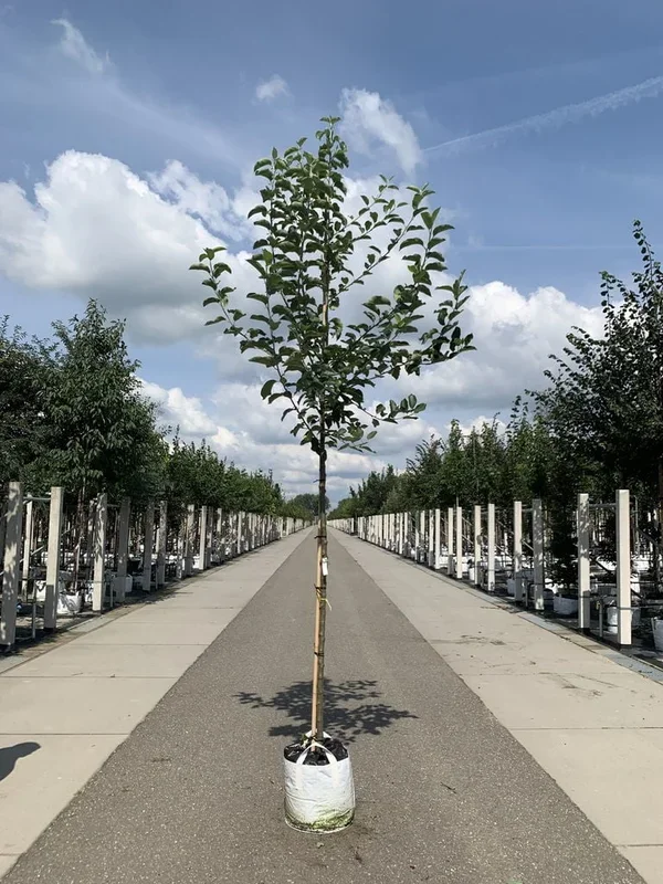 Apfelbaum
