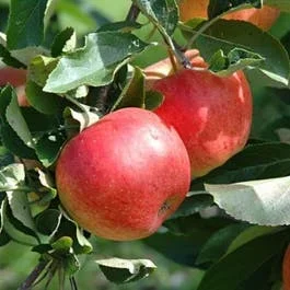 Apfelbaum (Malus domestica ‚Gala‘)