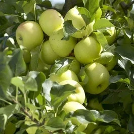 Apfelbaum (Malus domestica ‚Greensleeves‘)