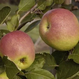 Apfelbaum (Malus domestica ‚Notarisappel‘)