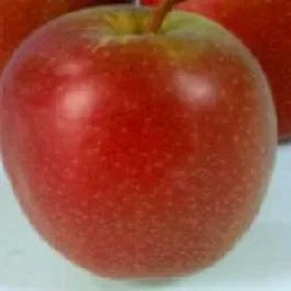 Apfelbaum (Malus domestica ‚Summerred‘)