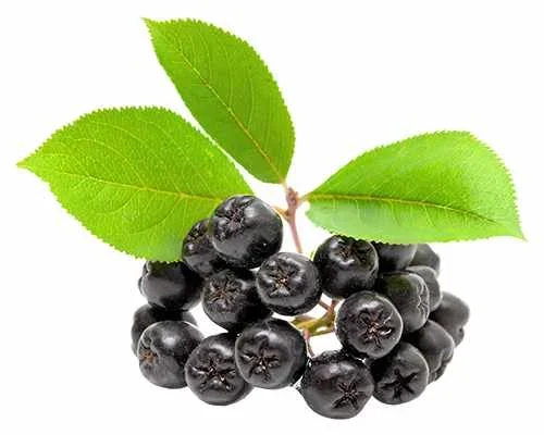 Apfelbeere – Aronia prunifolia ‚Viking‘