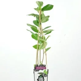 Apfelbeere (Aronia prunifolia ‘Nero’)