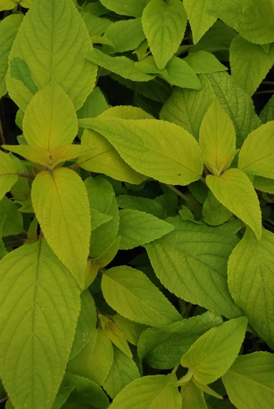 Apfelsalbei – Salvia rutilans „Golden Delicious“