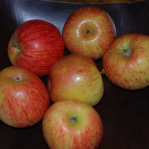 Apple Gala