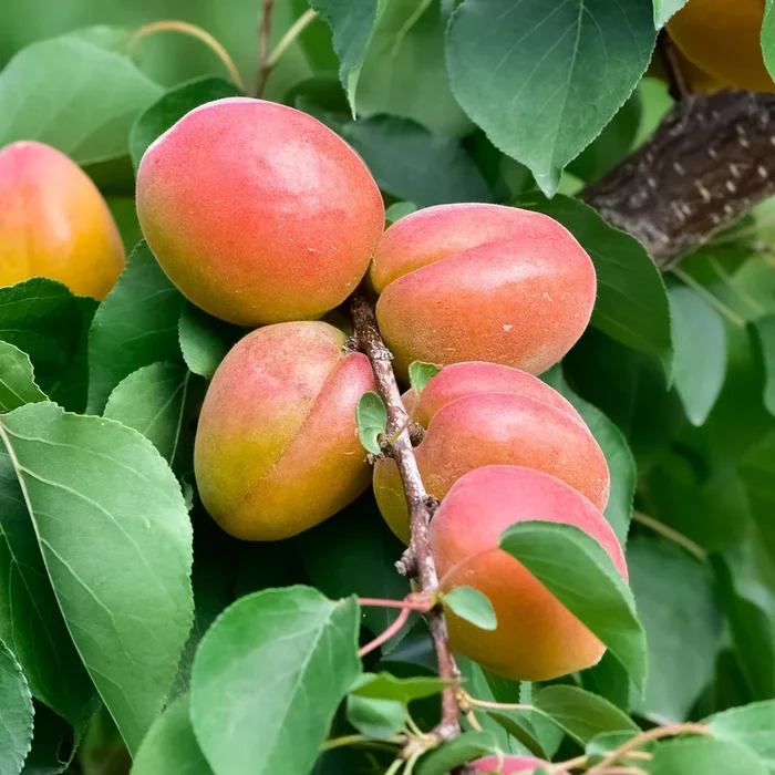 Aprikosenbaum Bergeron