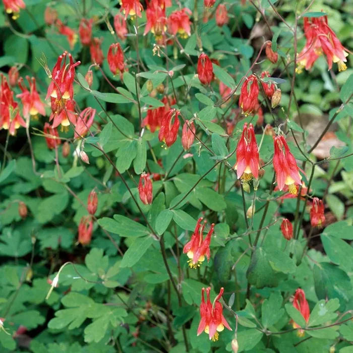 Aquilegia canadensis