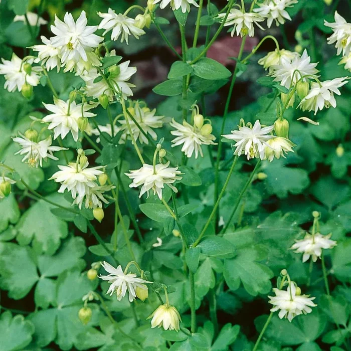 Aquilegia vulgaris var. clematiflora