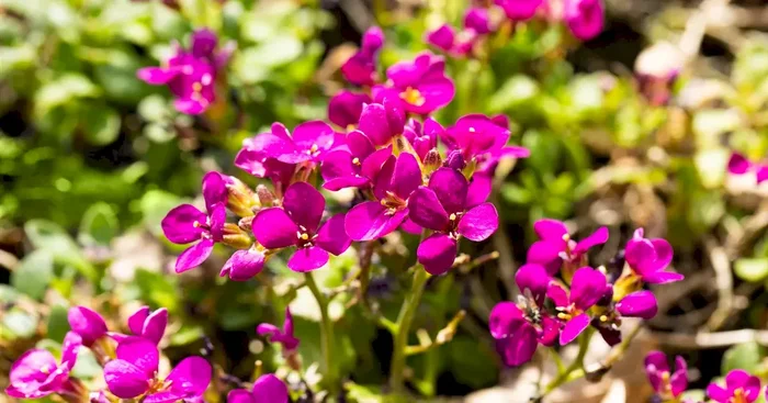 Arabis caucasica ‚Aubris Deep Rose‘