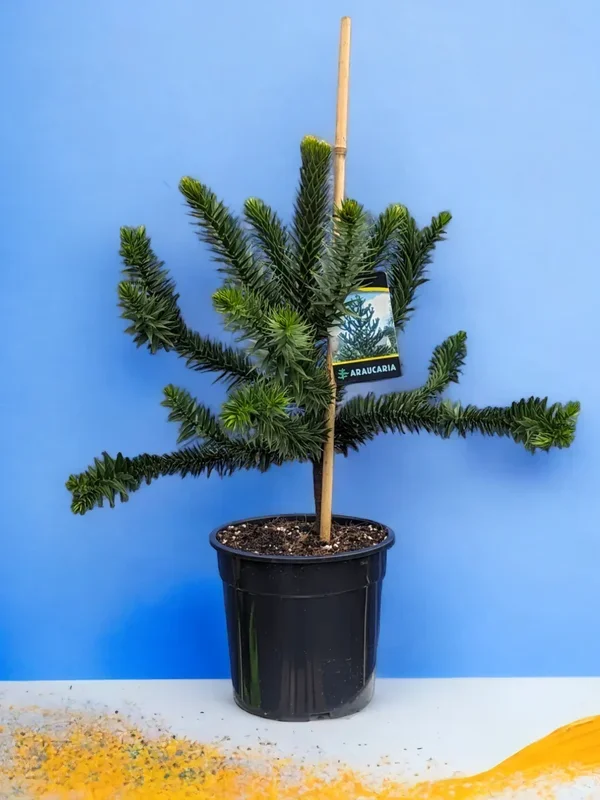 Araucaria araucana – Chilenische Araukarie