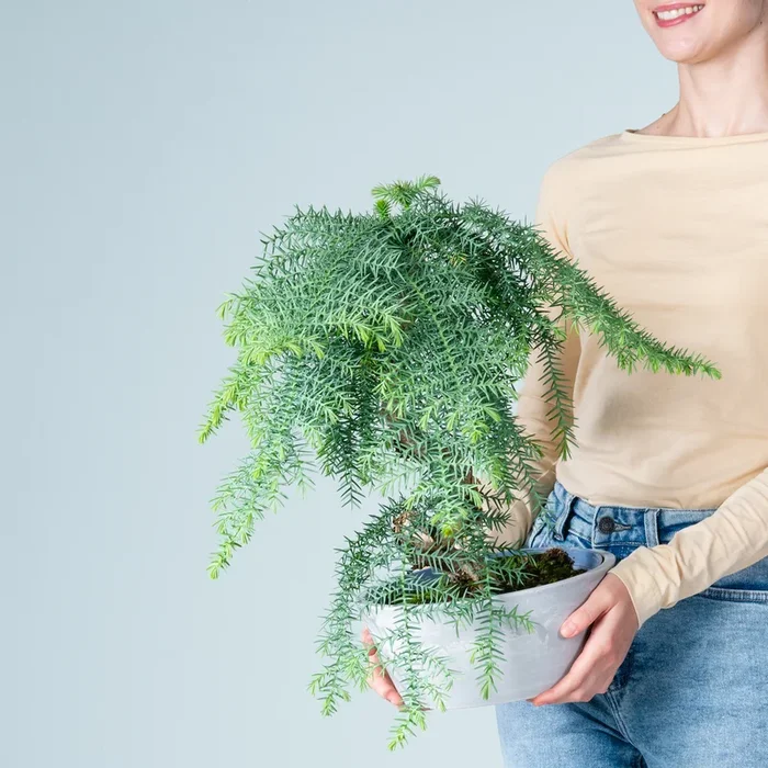 Araucaria Bonsai Spiralstamm in Steinoptik-Schale Grau
