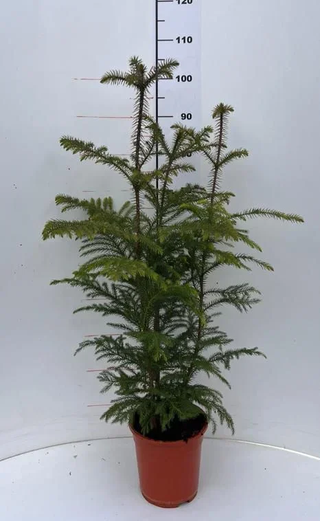 Araucaria Hawaii 100-120 cm – Exotische Zimmerpflanze – Dein grüner Blickfang im Wohnzimmer