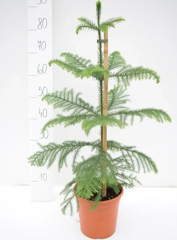 Araucaria heterophylla – Norfolktanne