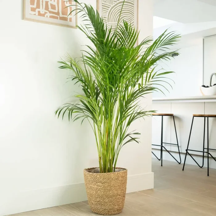 Areca Palm