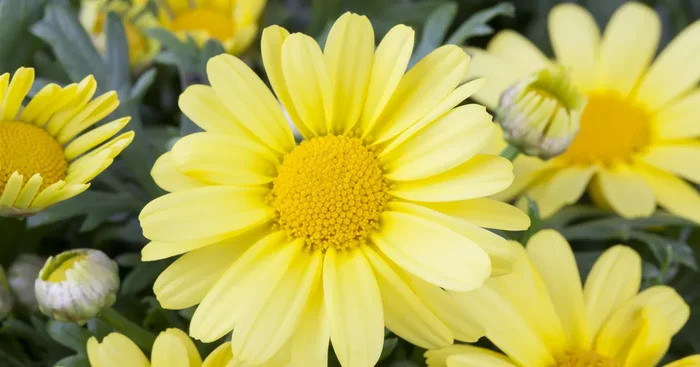 Argyranthemum frutescens, gelb${2}