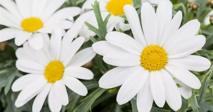 Argyranthemum frutescens, weiß${2}