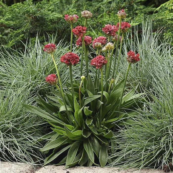 Armeria pseudarmeria
