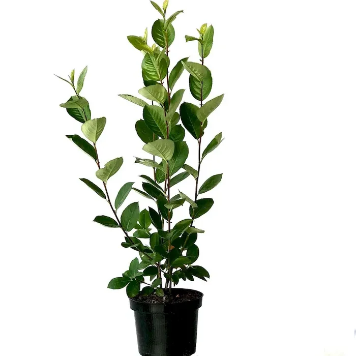 Aronia Apfelbeere Aron