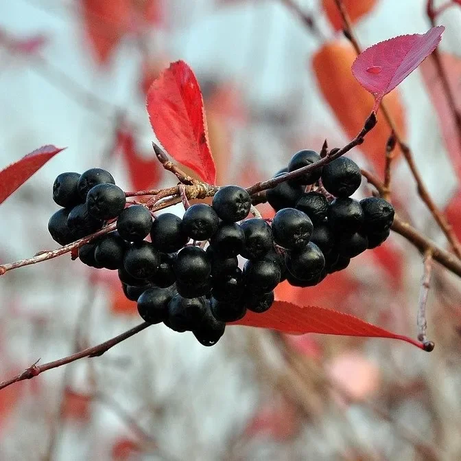 Aronia Apfelbeere Lowberry® Little Helpers® Zwergapfelbeere