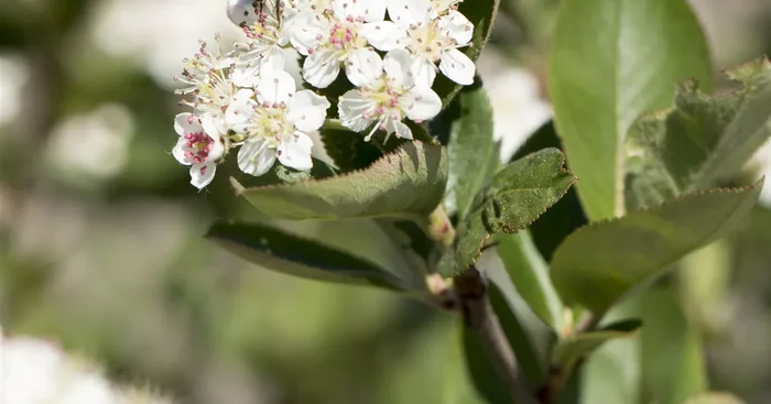 Aronia melanocarpa${2}