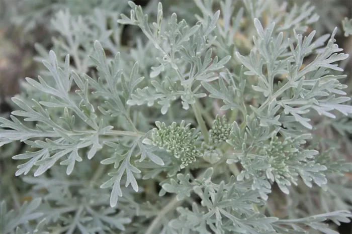 Artemisia arborescens ‚Powis Castle‘ (Halbstrauchiger Garten-Wermut)