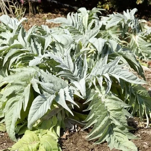 Artichoke Bianco Avorio