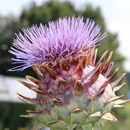 Artischocke (Cynara scolymus)