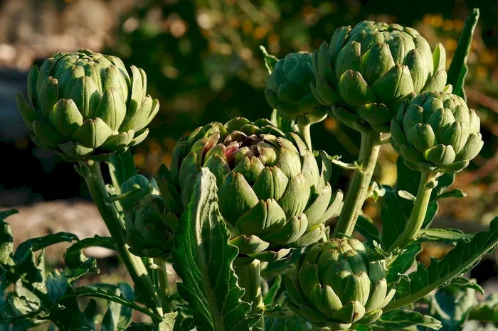 Artischocke Green Globe (Saatgut), Cynara scolymus