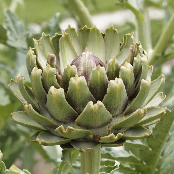 Artischocke Vert de Laon Pflanzen