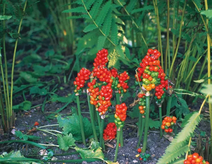 Arum italicum ‚Pictum (Geaderter Aronstab)