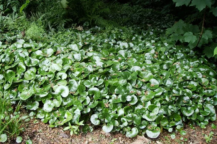 Asarum europaeum (Gewöhnlicher Haselwurz)