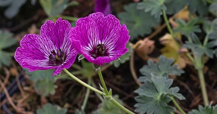 Aschgrauer Storchschnabel ‚Jolly Jewel Night‘