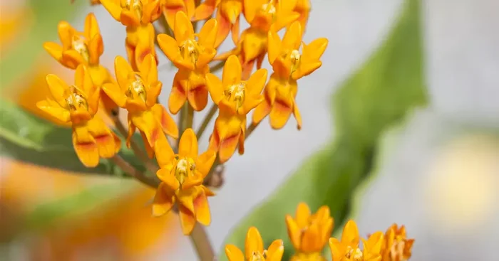 Asclepias tuberosa