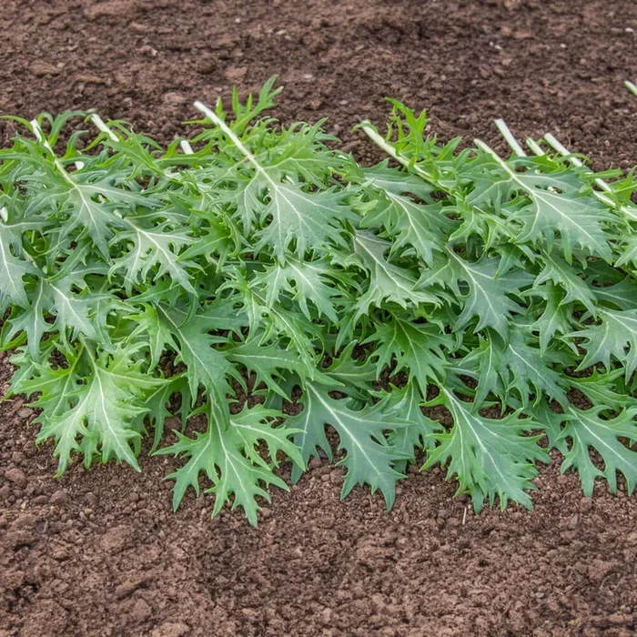 Asia-Salat Mizuna Bio-Gemüse-Samen