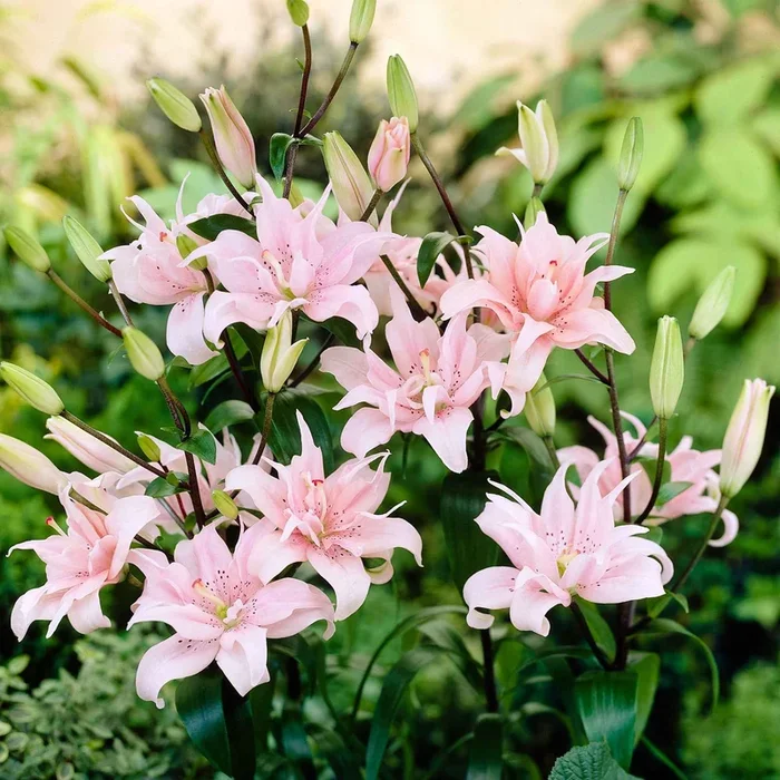 Asiatische Lilie ‚Elodie‘ (x3)