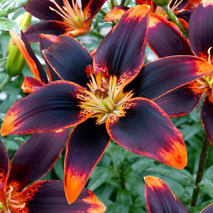 Asiatische Lilien