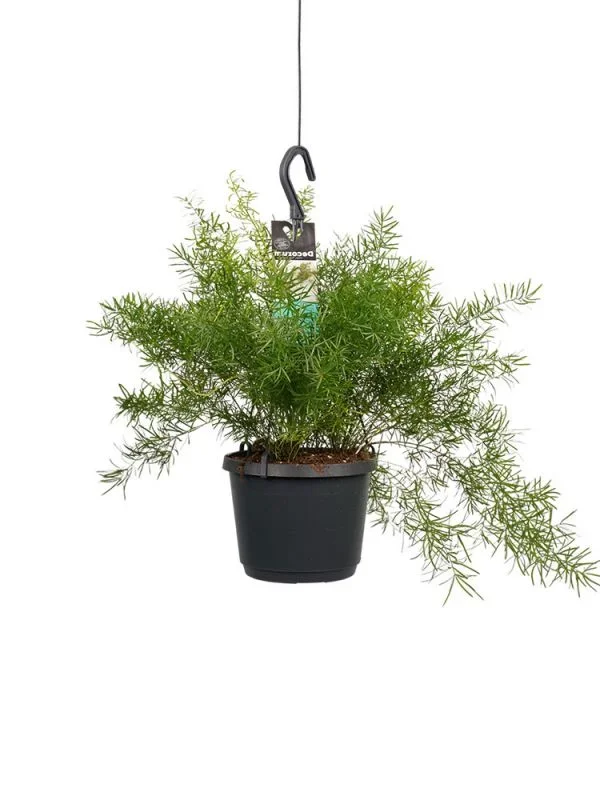 Asparagus Densiflorus Sprengeri