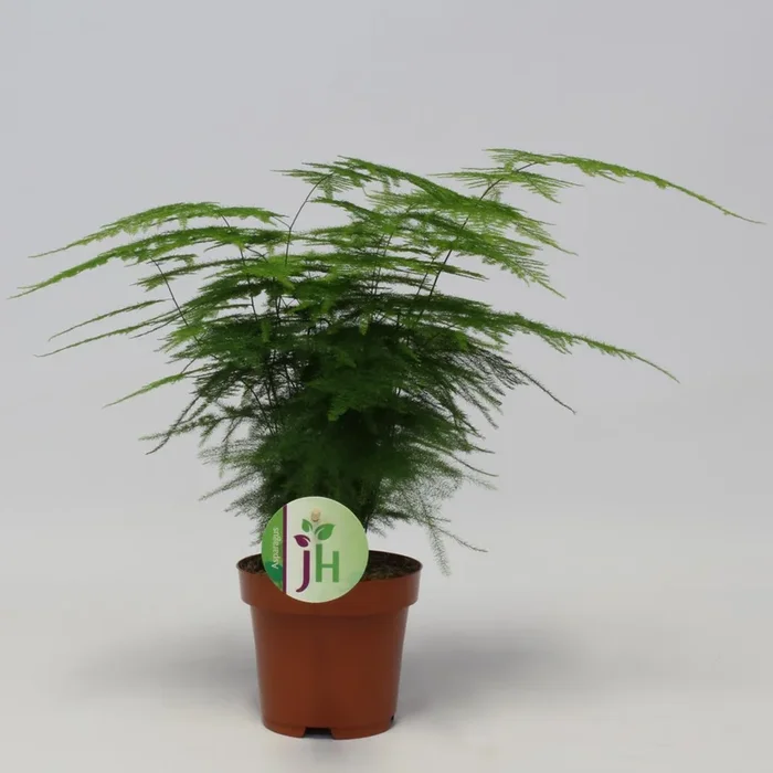 Asparagus setaceus Plumosus 35 cm – Zierspargel