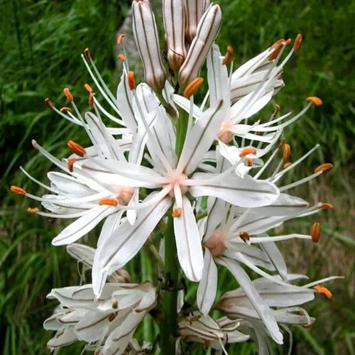 Asphodelus Albus